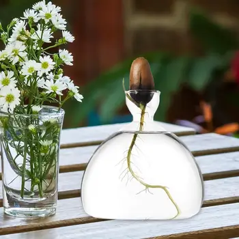Avokádo Semeno Starter Váza, Avokádo Strom, Který Roste Váza Kit, Transparentní Skleněná Váza