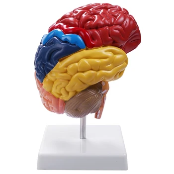 Mozkové Anatomie Anatomický Model 1:1 Polovina Mozku, Mozkového Kmene Výuky Laboratorní Zásoby