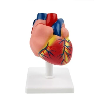 1: 1. Odnímatelné biomedicínské výuky, nástroje pro srdeční anatomický model krevního oběhu Síně a komory