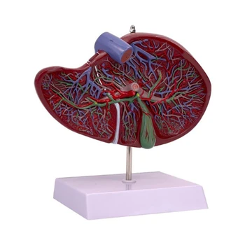 Játra Anatomie Model pro Vzdělávání Podpora Vzdělávání, Anatomický Model Jater Ukazuje Detaily z Jater Krev, Cévní Systém 594A